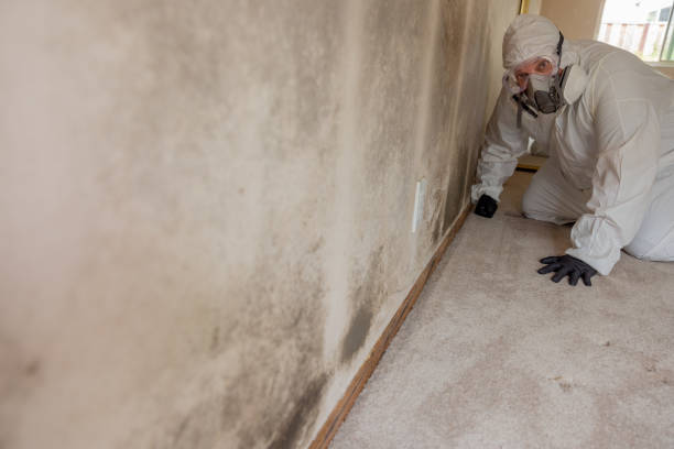 Best Mold Documentation for Insurance Claims  in Clinton, OH